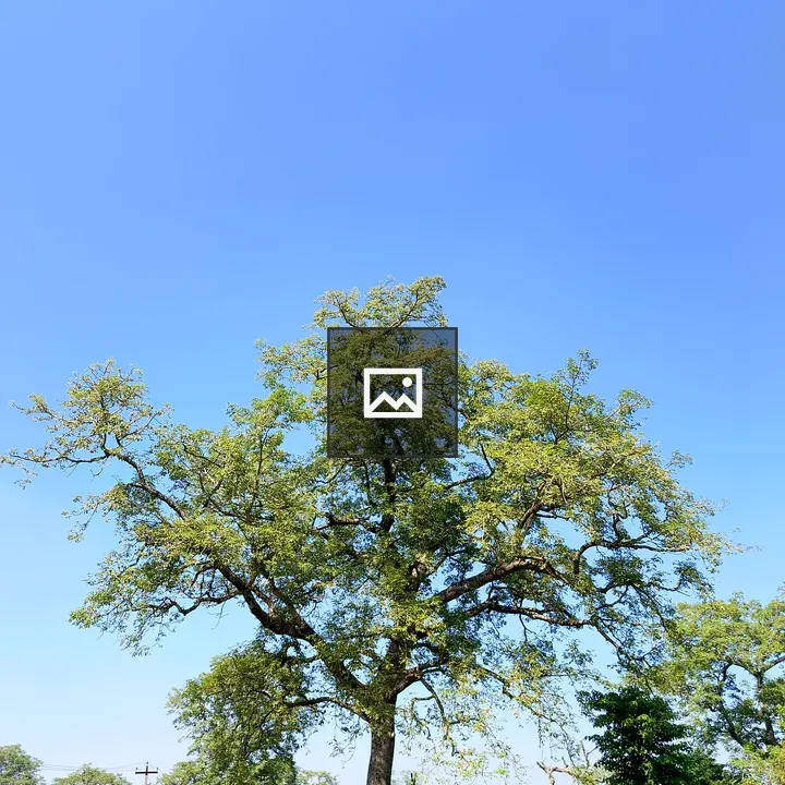 Leafy tree against blue sky