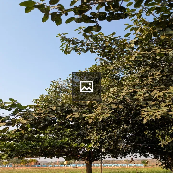 Green Tree Canopy against Sky