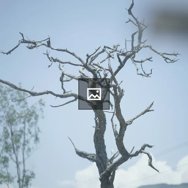 Tree with no leaves