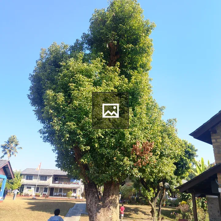 Tall leafy tree in grass