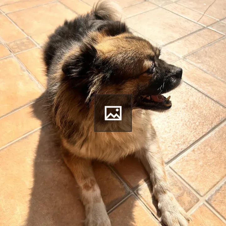 Small fluffy dog resting on tiled floor