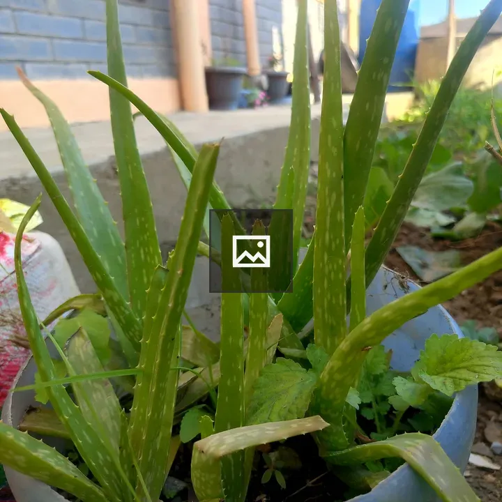 Aloe Vera in Pot Close-Up