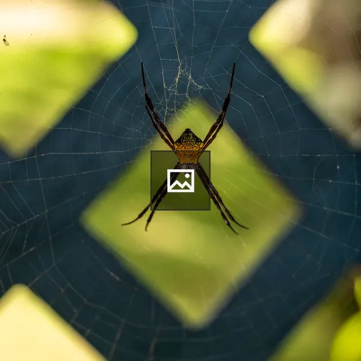 Hawaiian Garden Spider Crossing