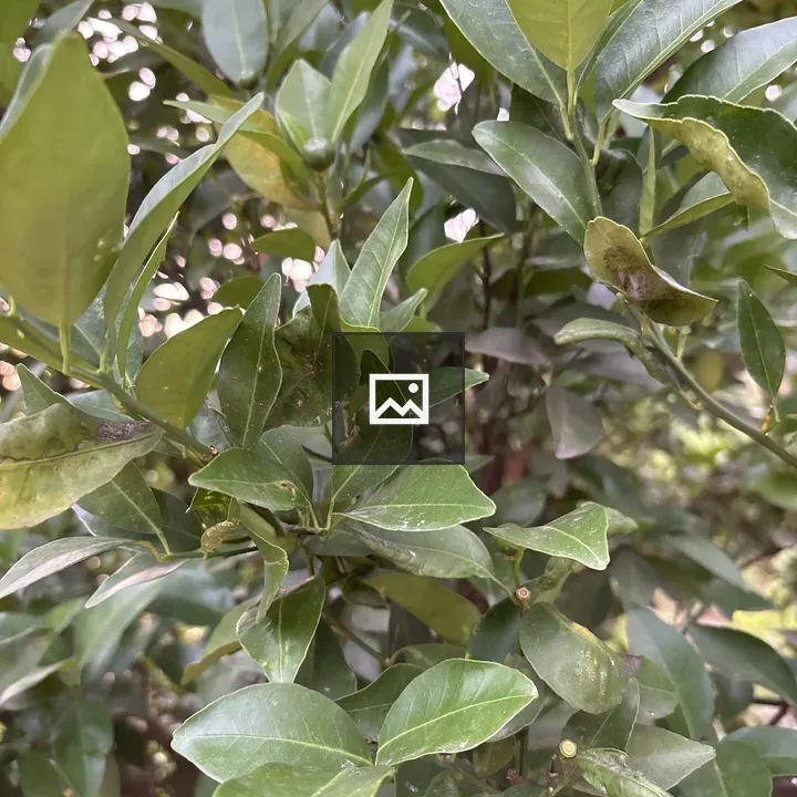 Dense cluster of green leaves