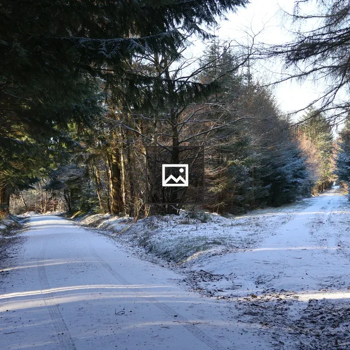 Snowy paths among pines
