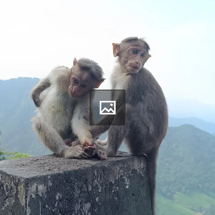 Two monkeys on cement fence post