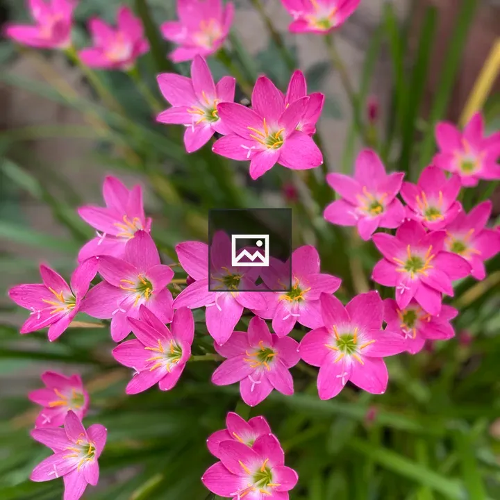 Pink Flowers and Green Grass