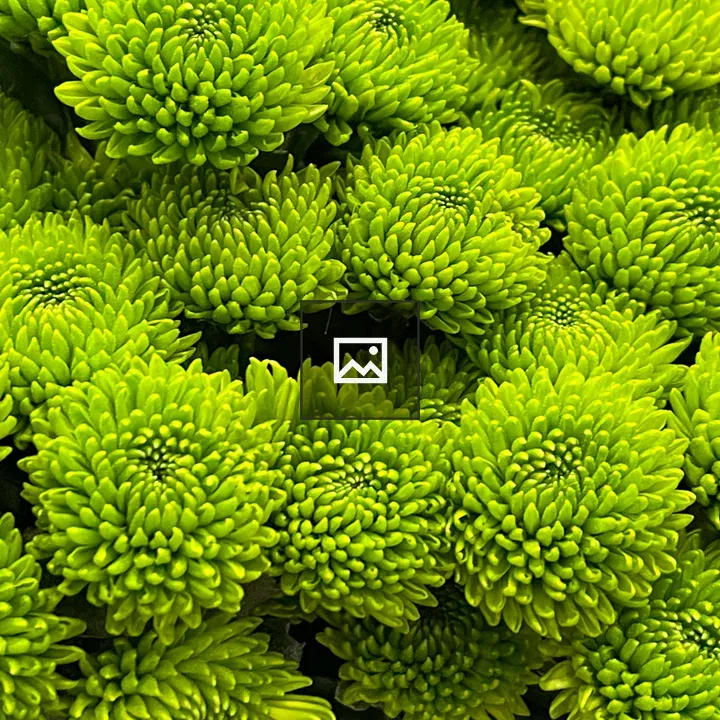 Green mums
