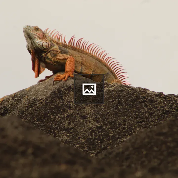 Caiman Lizard at Zoo Miami