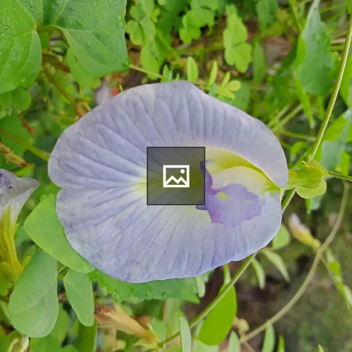 Close-up Flower in Green Leaves