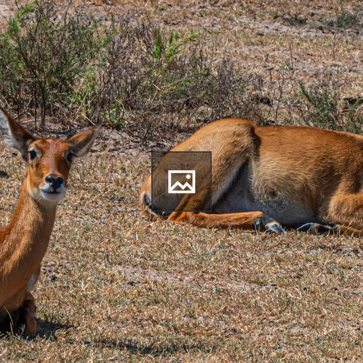 Two Uganda kob Antelopes Resting