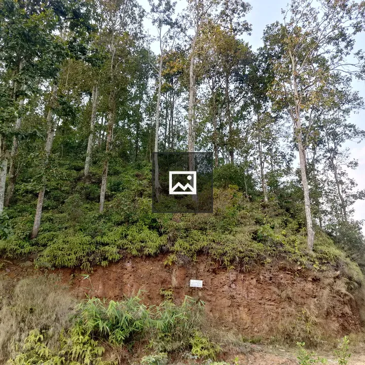 Hillside with Tall Trees
