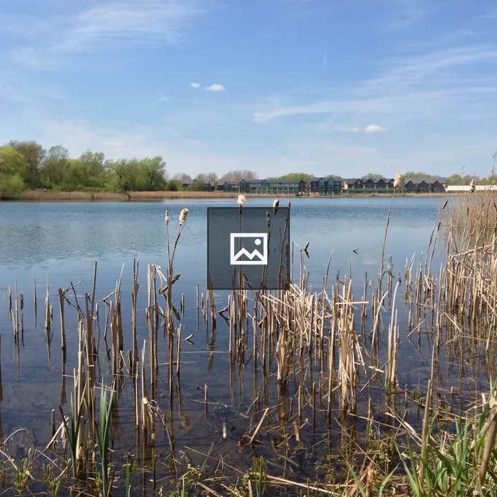 Lakeside view with reeds