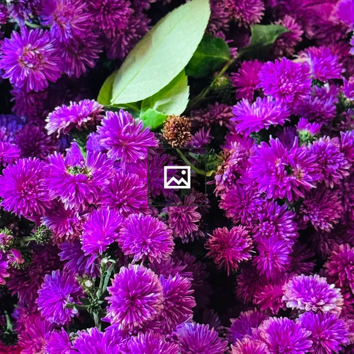 Purple Flower Collection