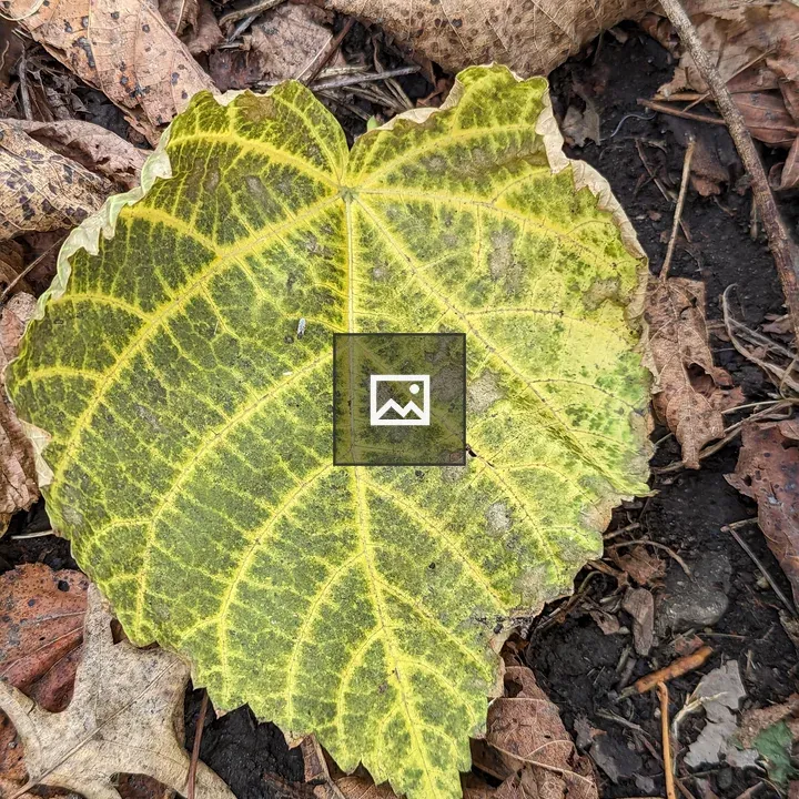 Dried green and yellow leaf