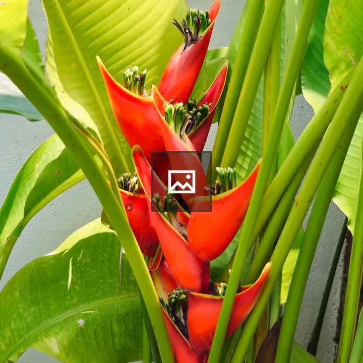 Bright red heliconia flowers