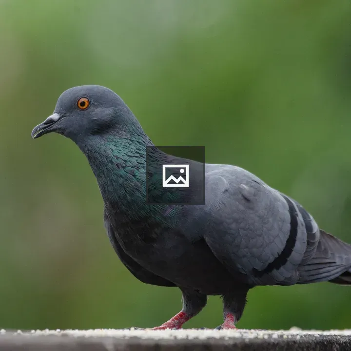 Rock Pigeon on Ledged View