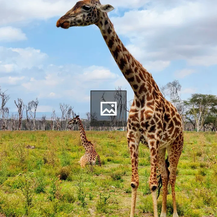 Giraffe in Portrait