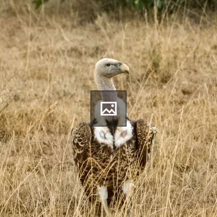 Vulture in Masai Mara Grassland