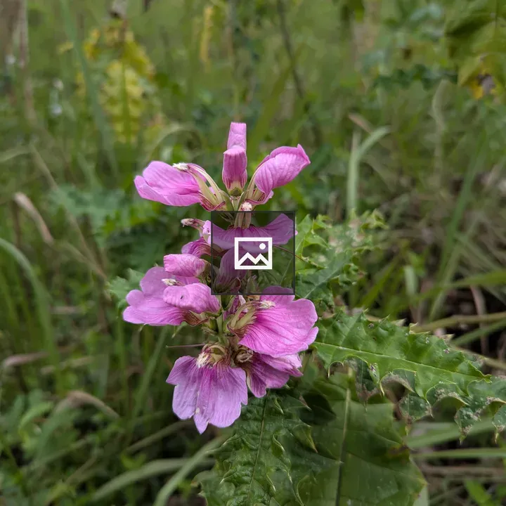 Pink rattle wildflower close-up