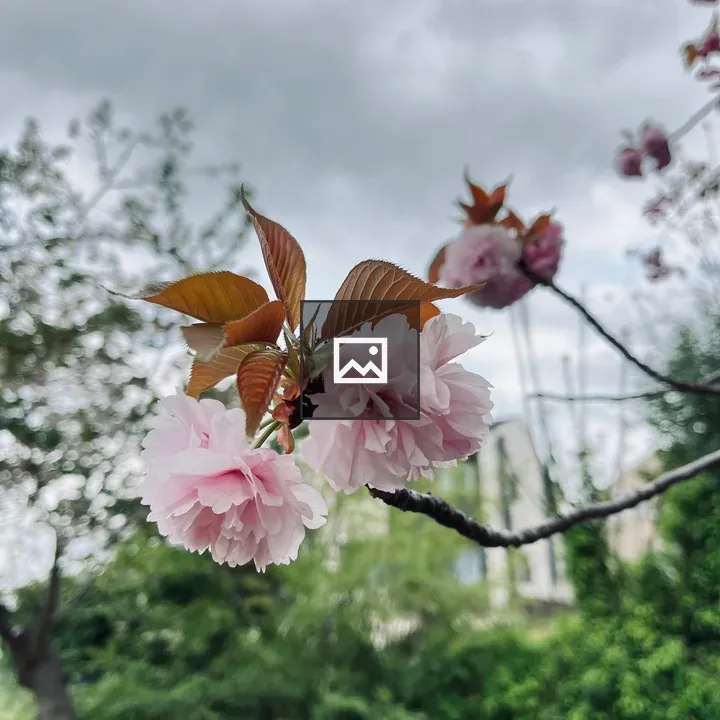 Pink cherry blossoms close-up