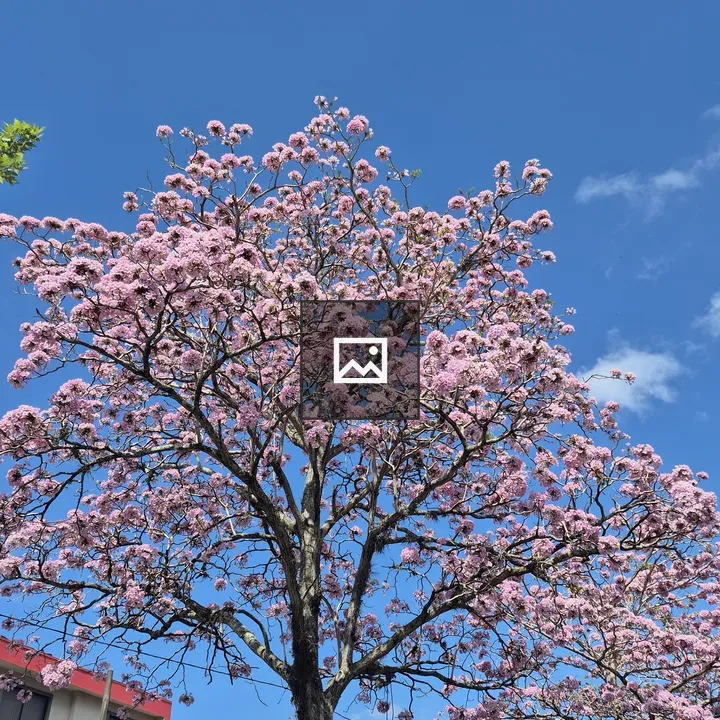 Pink Flowering Tree