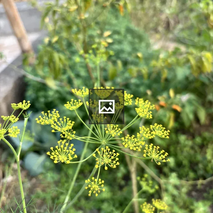 Close-up of mustard flowers