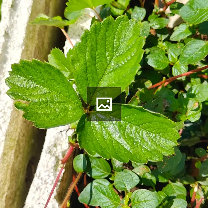 Close-up of strawberry leaves