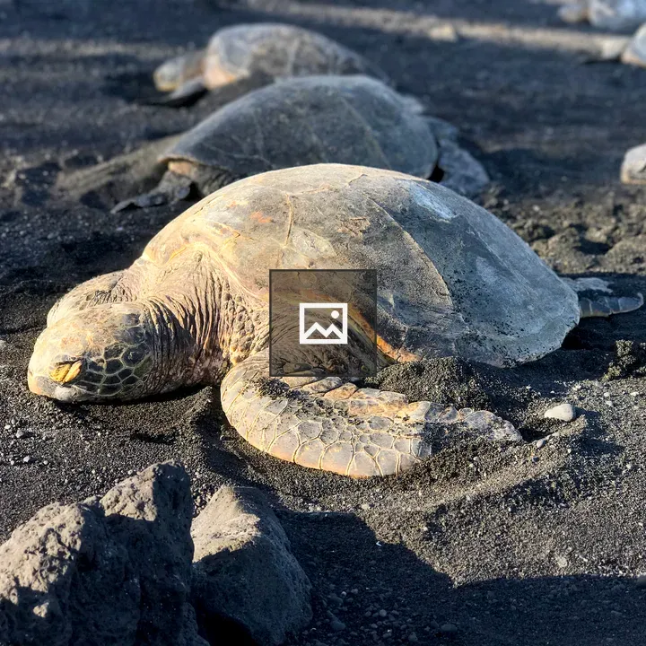 Sea Turtles on Black Sand Beach