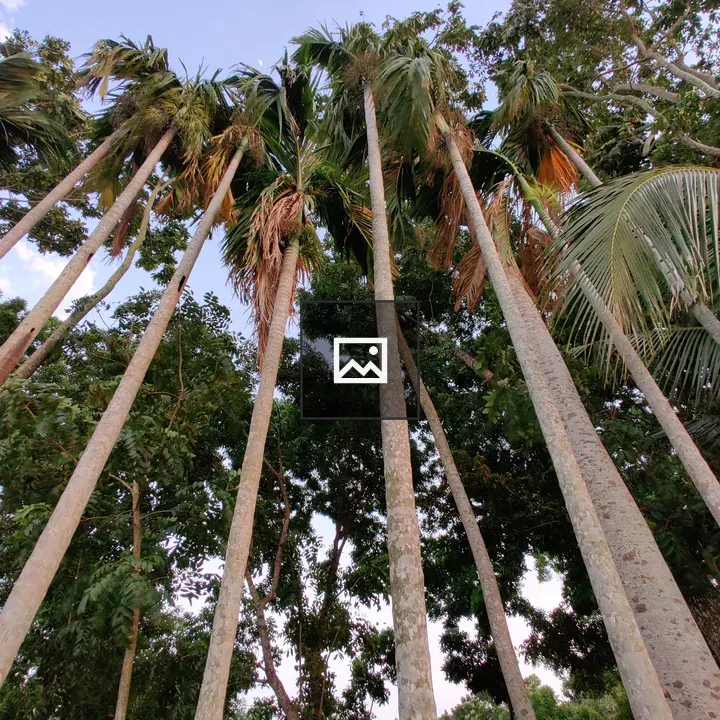 Tall Betel Palm Trees