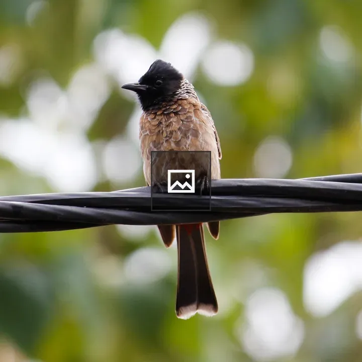 Red Vented Bulbul