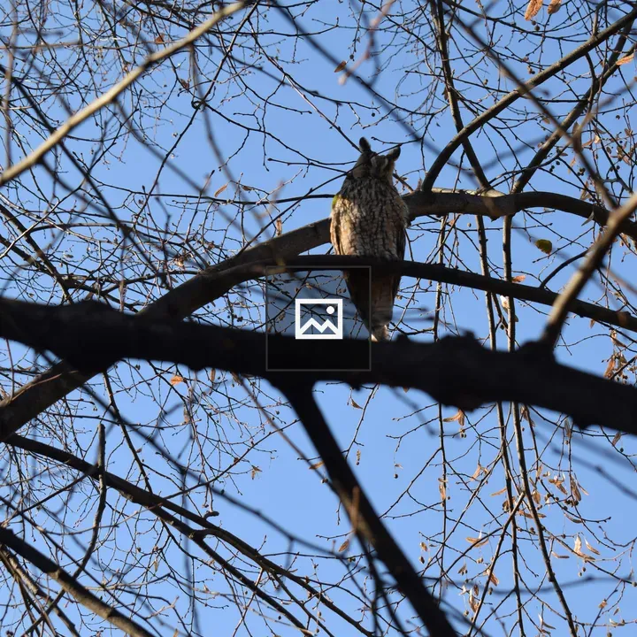 Owl on a Tree