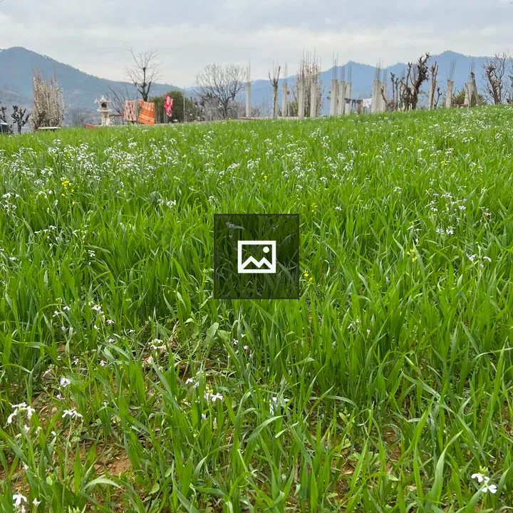 A field of tall grass with white flowers