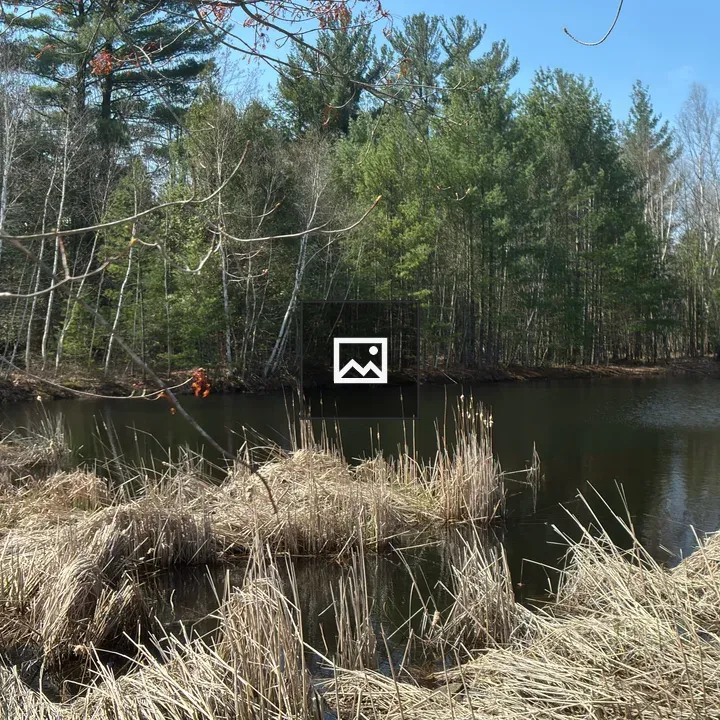 Pond in the Forest