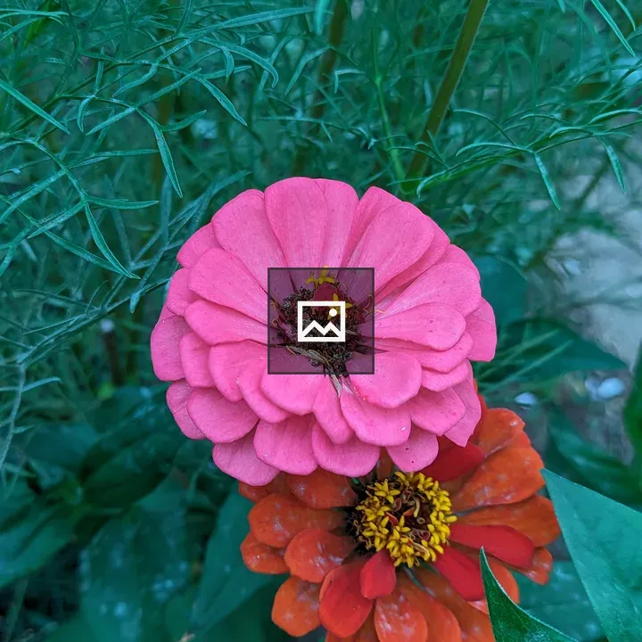Two zinnia flowers
