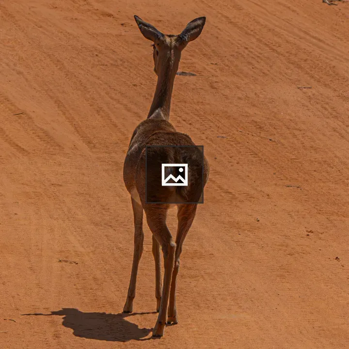 Uganda kob Antelope Walking Away