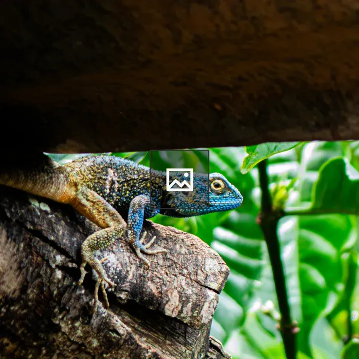 Colorful lizard on wood surface