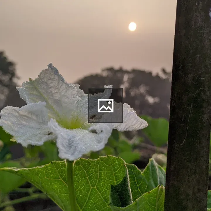 White flower on green leaf