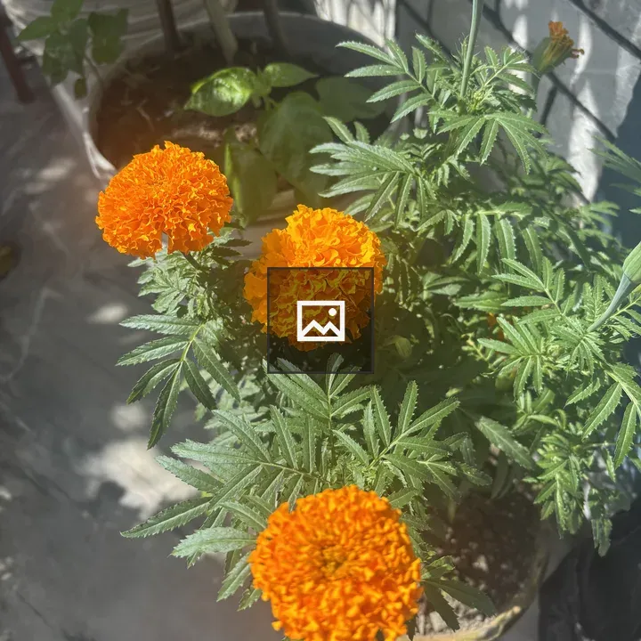 Marigold Plant Close-Up