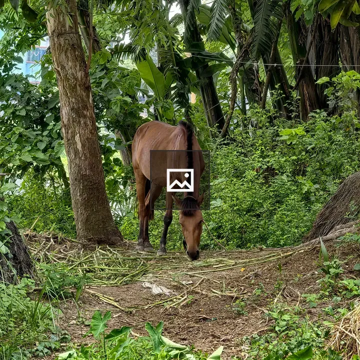 Horse grazing in woodland