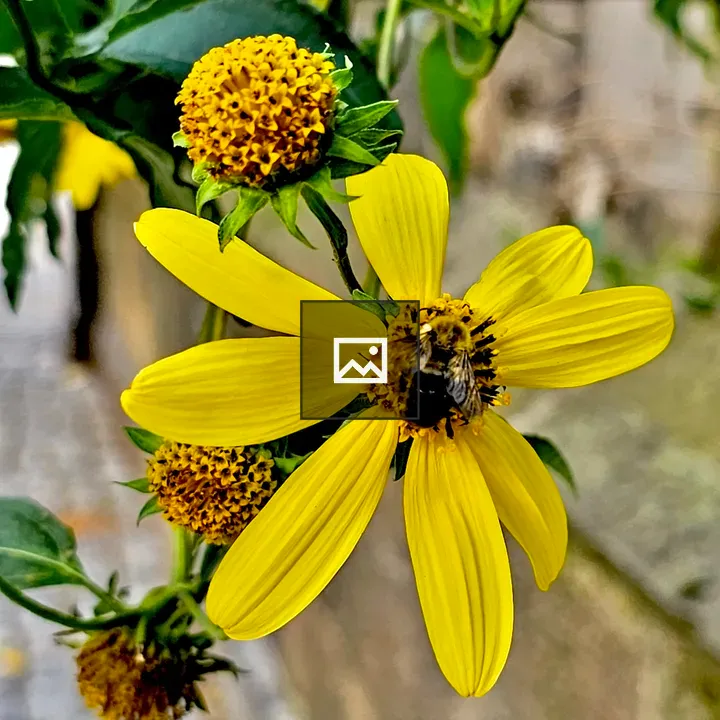 The rough oxeye with bee