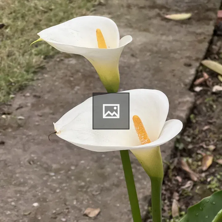 Two white calla lilies