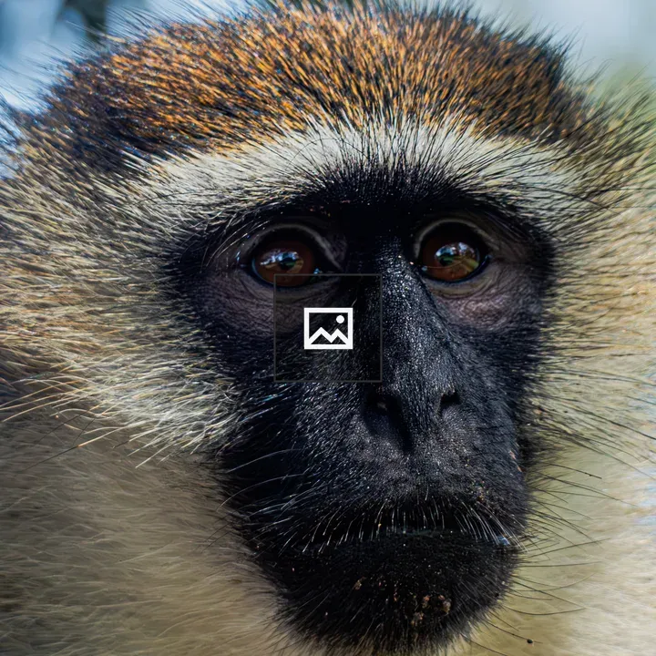 Headshot of Verent Monkey