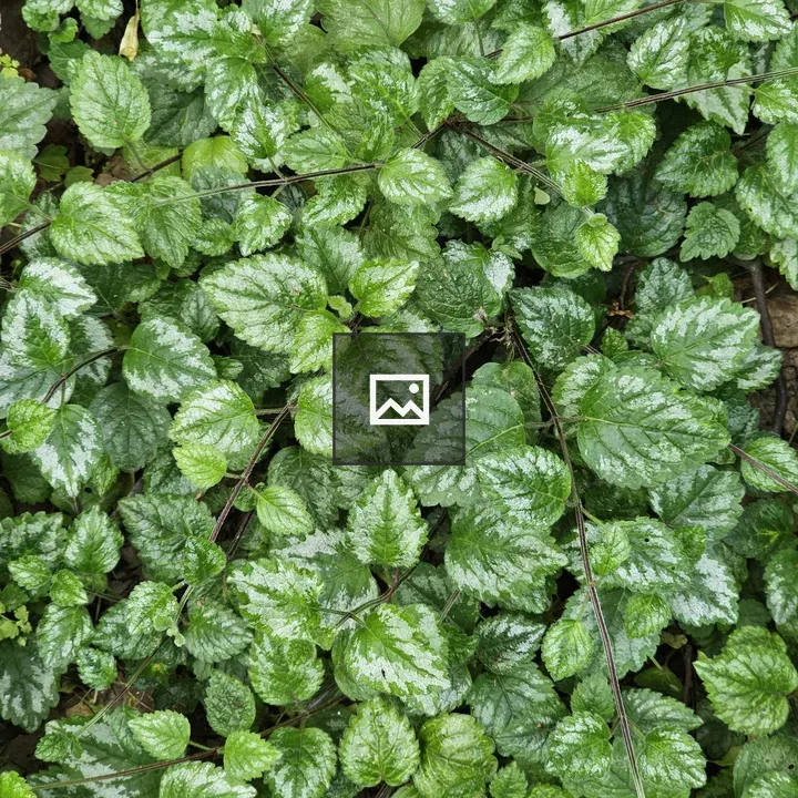 Lamium leaves yellow archangel