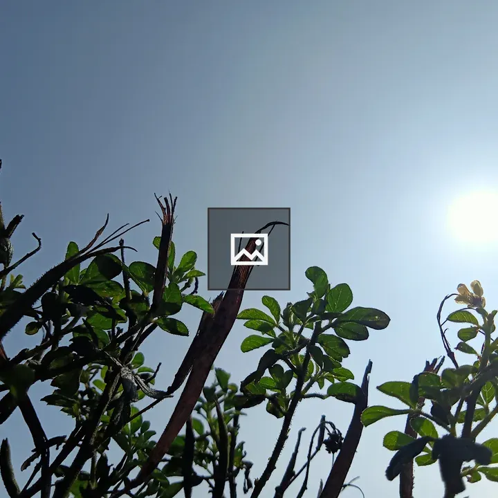Green foliage with blue sky