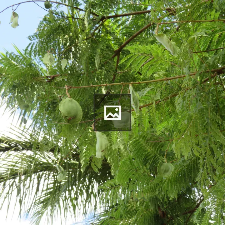 Round Seed Pods on Branches