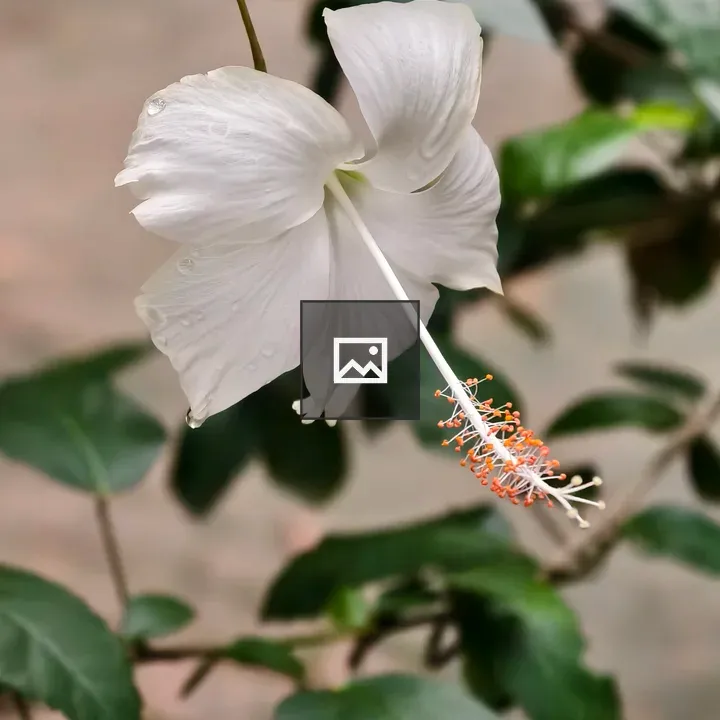 White Hibiscus Flower