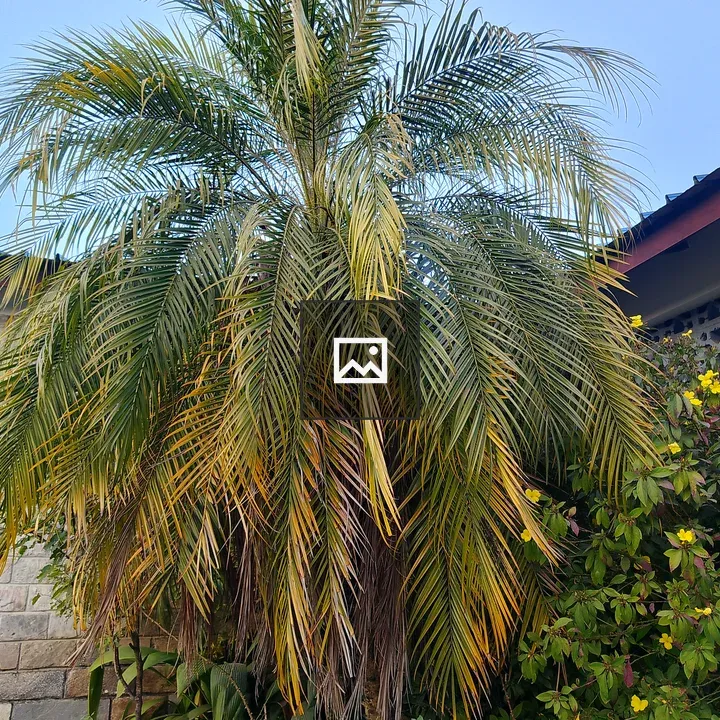 Palm Tree with Yellowing Fronds