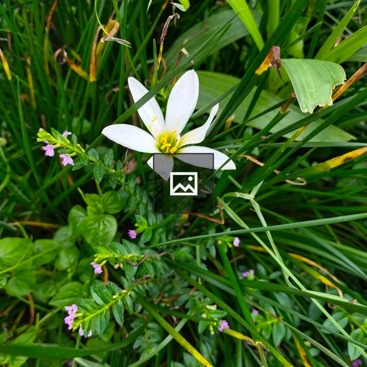 Zephyranthes candida flowers