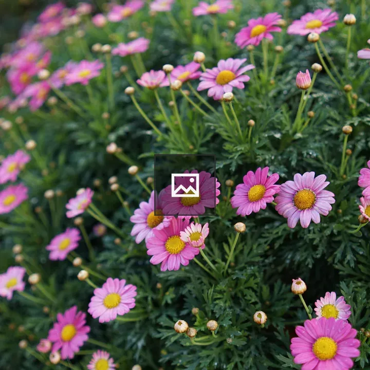 Pink daisies in garden bed